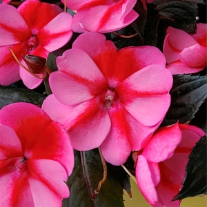 Impatiens Red Candy SunPatiens